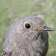 Svart rödstjärt, Sundre 20100515